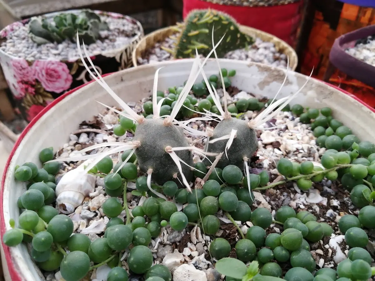 Suculentas y cactus en maceteros del vivero