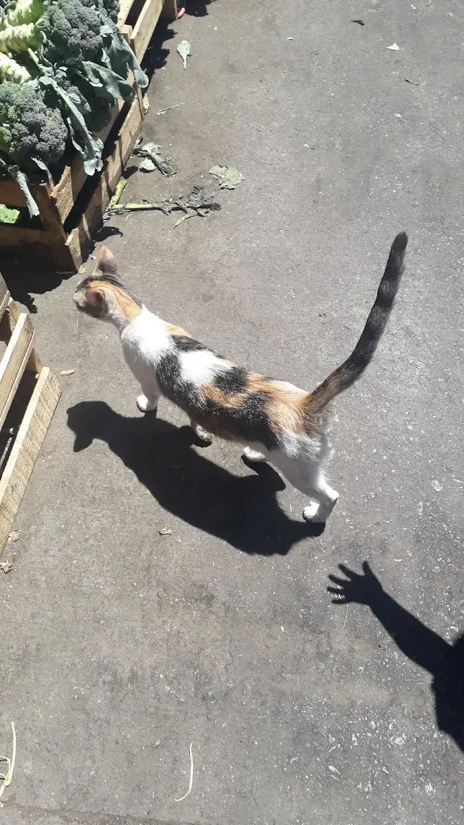 El gato regalón de la Macro Feria caminando entre los puestos