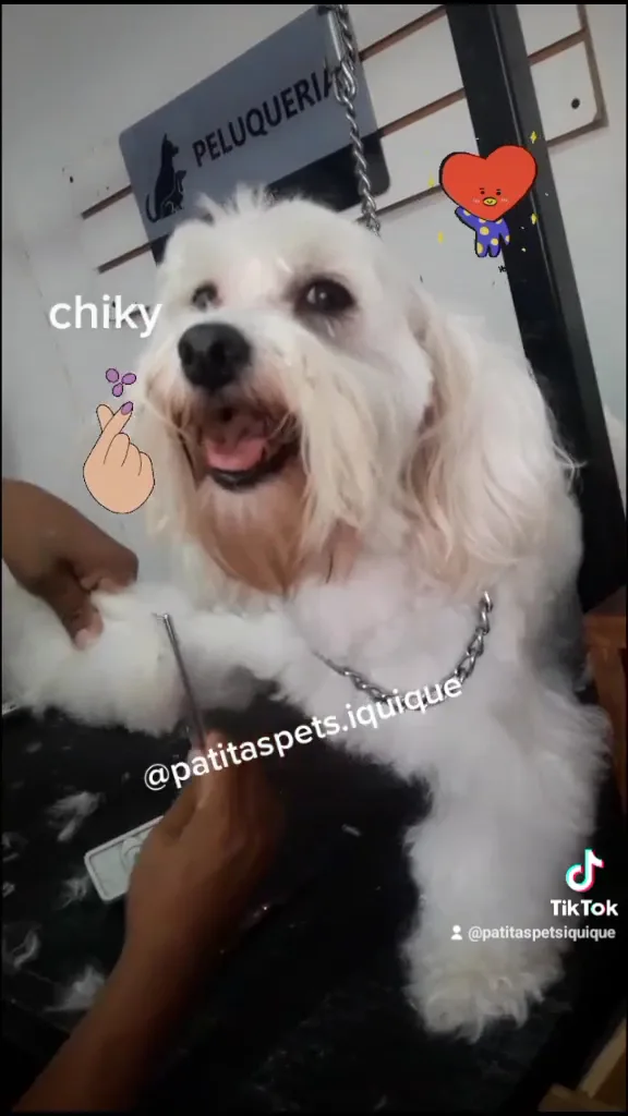 Chiko, un perrito blanco cliente de la tienda
