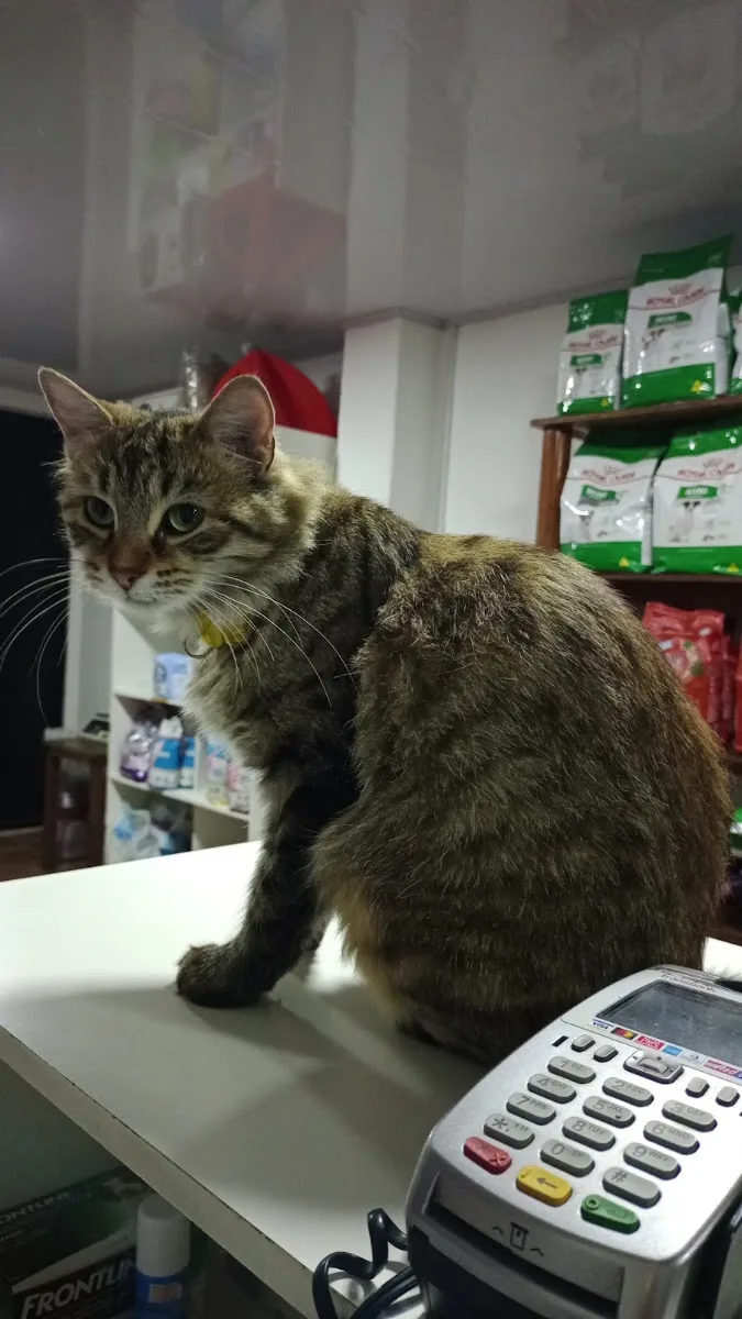 El gato atigrado de Patitas Pets sentado sobre el mesón de la tienda, junto a la calculadora