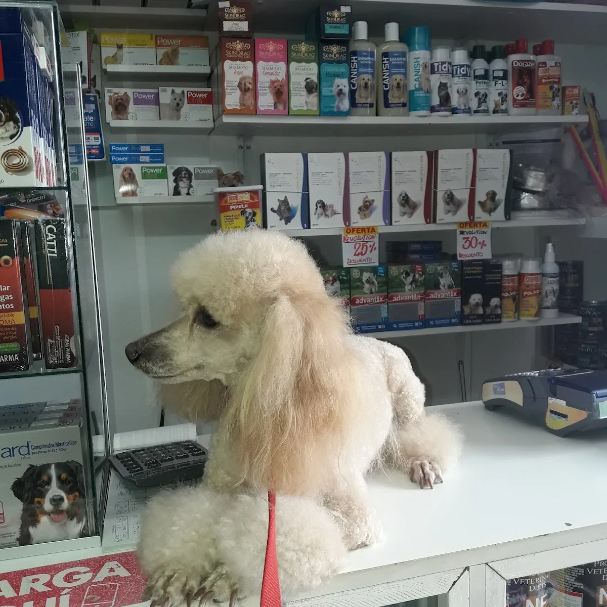 Caniche blanco sobre la mesa de peluquería de Patitas
