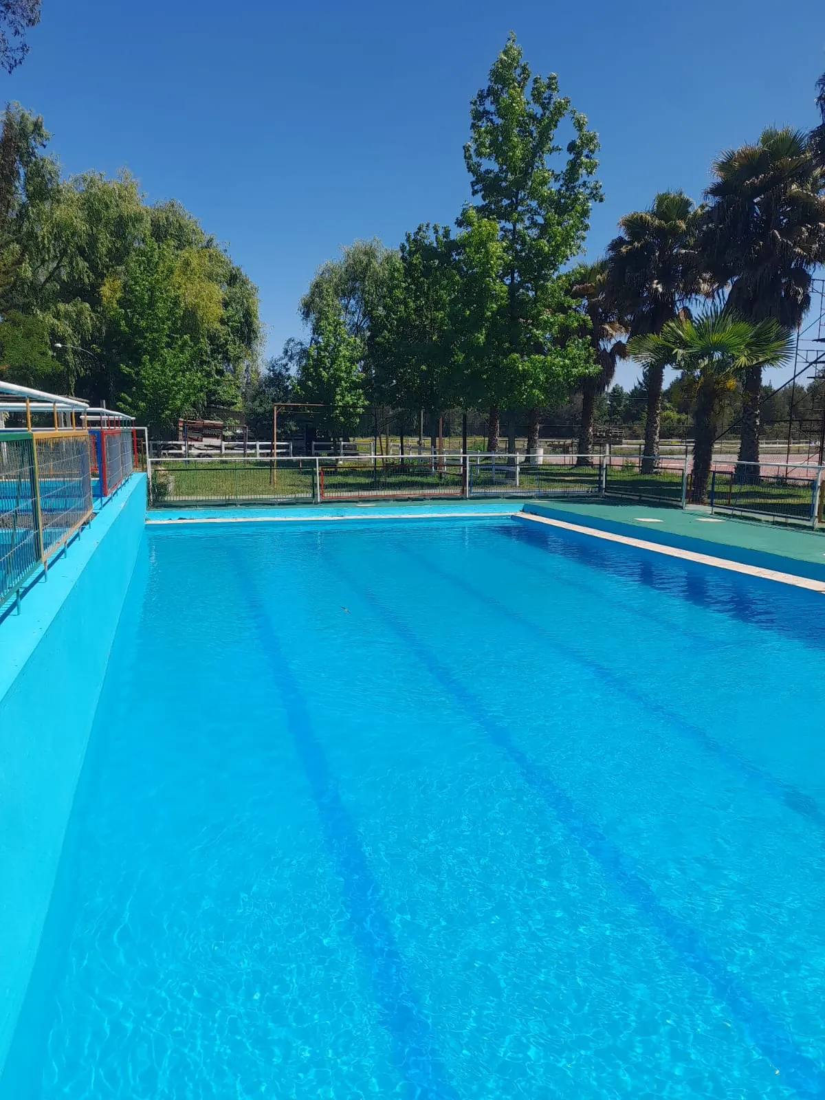 Piscina azul con palmeras y árboles al fondo