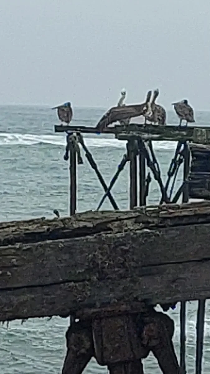 Muelle viejo de Llico frente al restaurant
