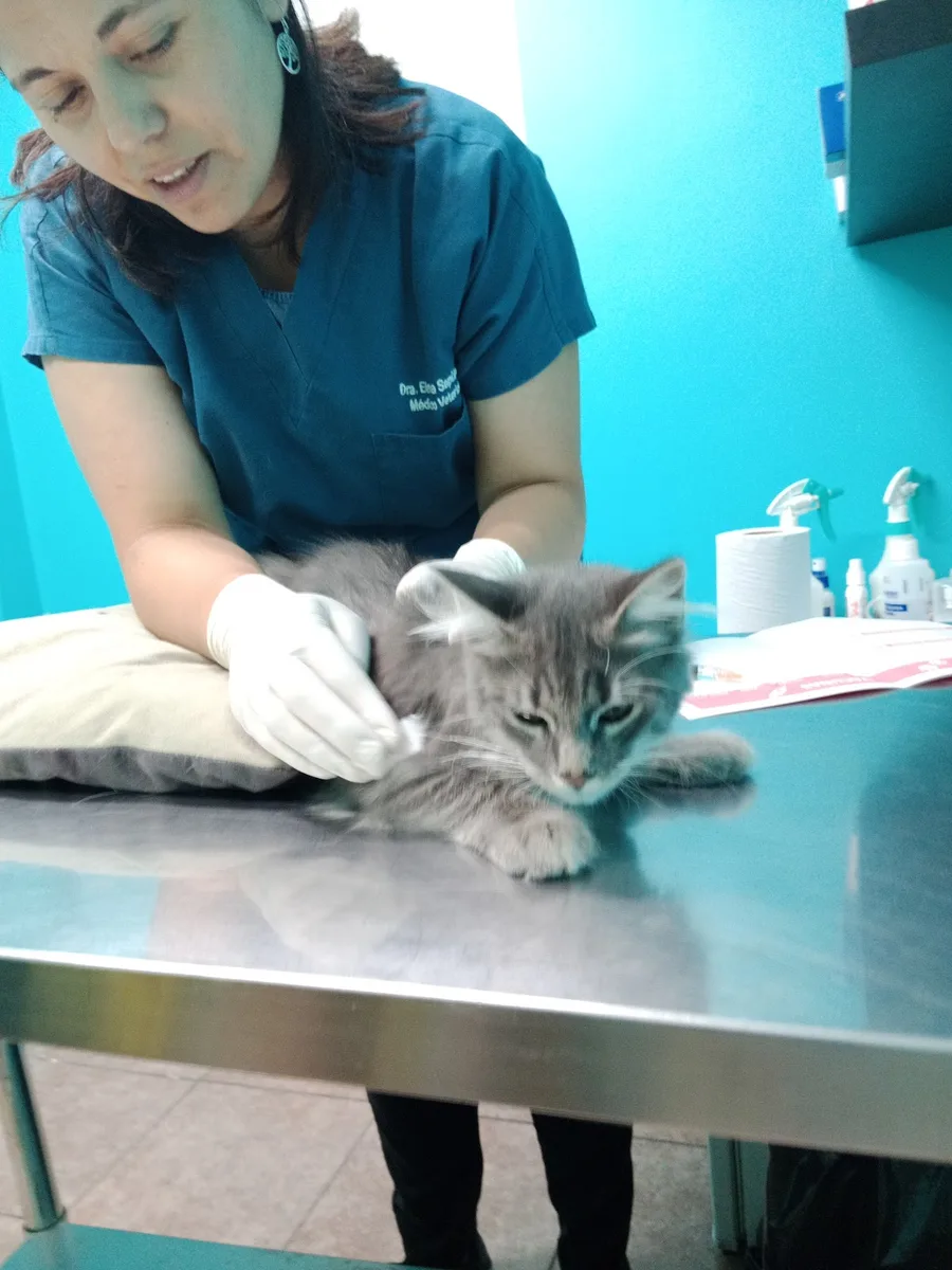 Veterinaria de SwissVet examinando a un gato sobre la mesa de consulta