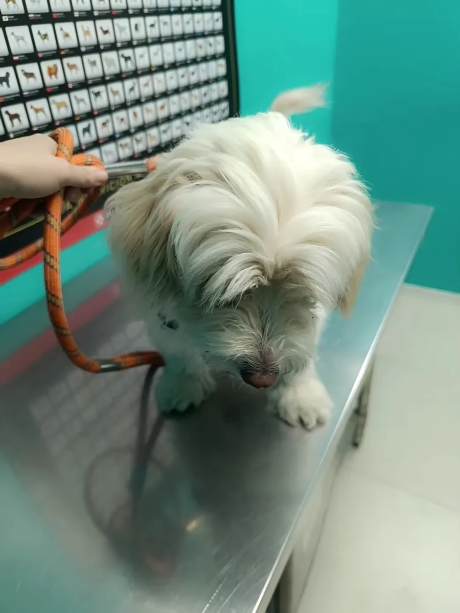 Perro tranquilo sobre la mesa de atención de SwissVet