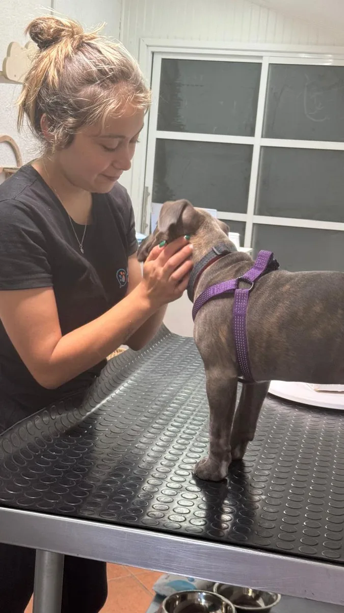 Profesional de SwissVet atendiendo a un perro en la mesa de peluquería