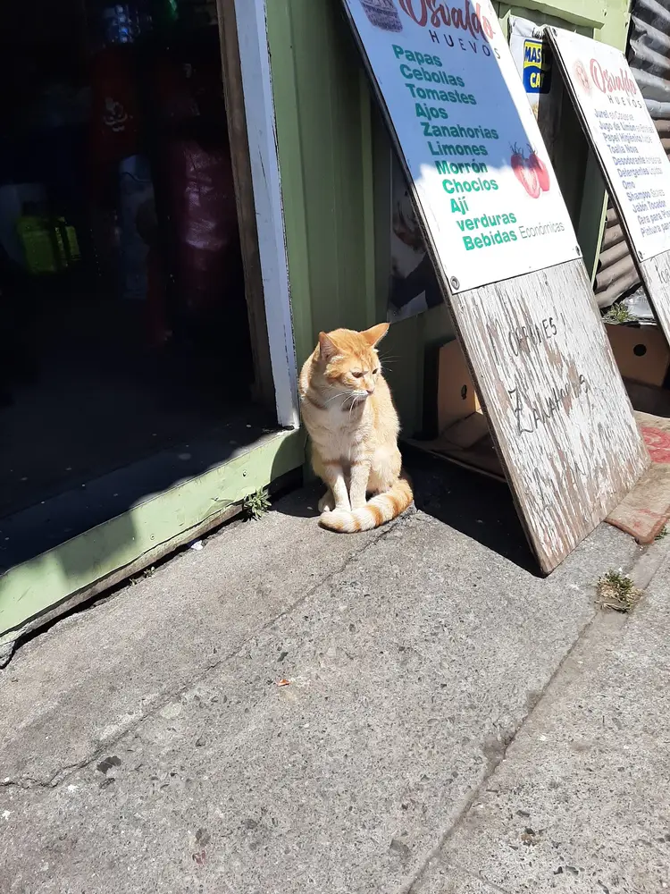 Gato en la entrada de la casa roja de SwissVet
