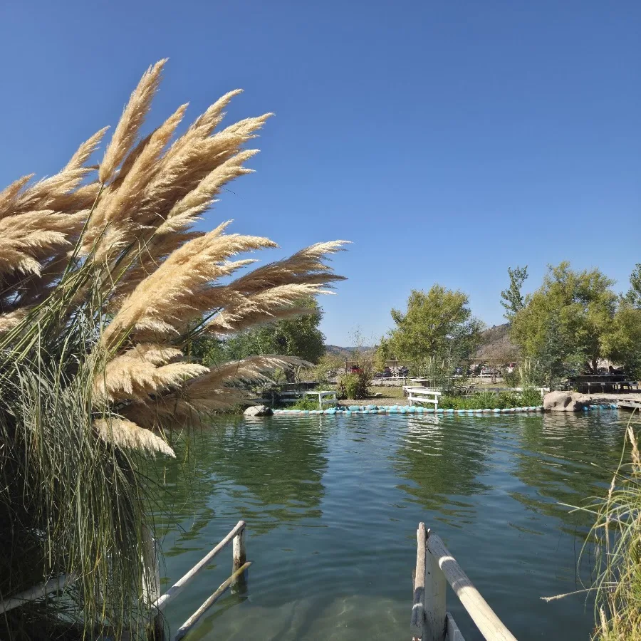 Laguna vista entre las totoras en Turismo Las Brujas