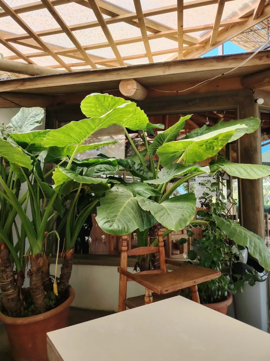 Comedor de Varado — Bar Restaurant con plantas y madera