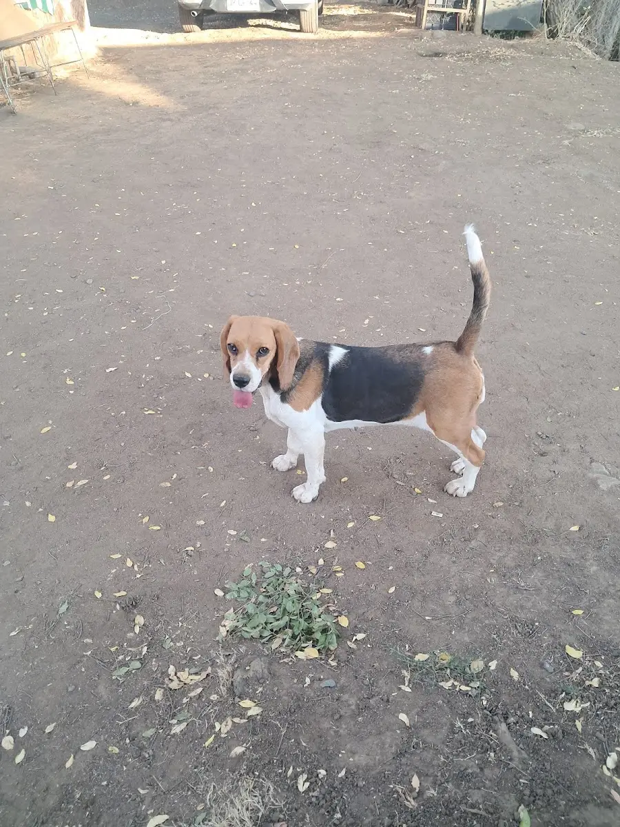 Beagle, paciente de la veterinaria, en el patio