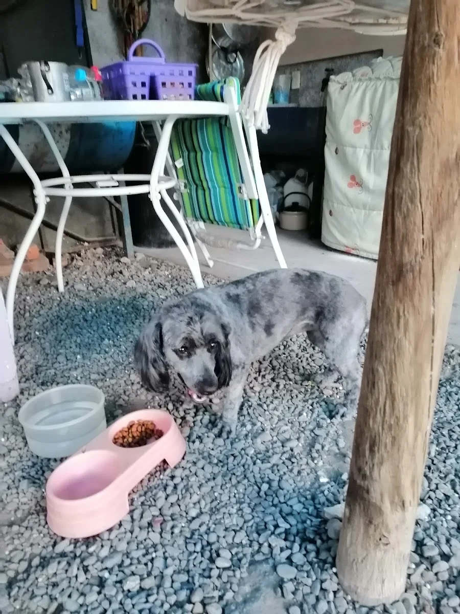 Perro esperando junto a su plato de comida