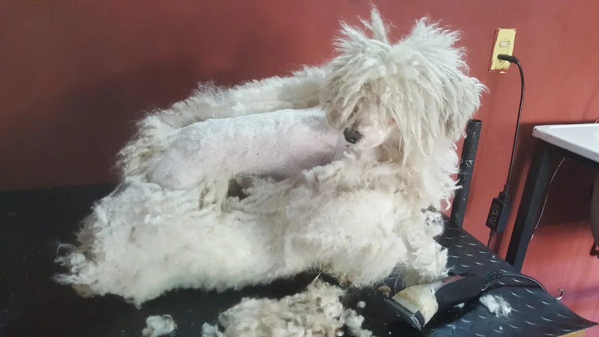 Perro blanco pequeño en la mesa de atención