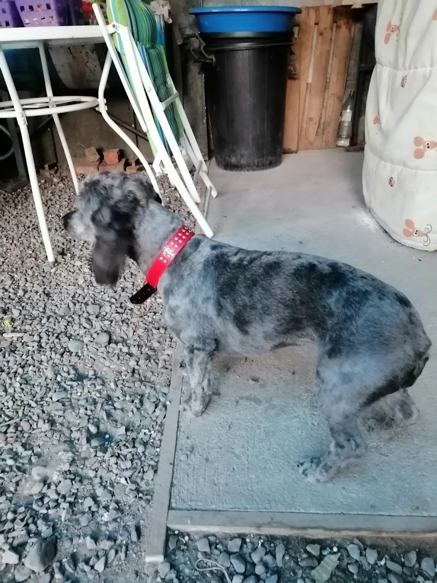 Perro gris atendido dentro de la veterinaria