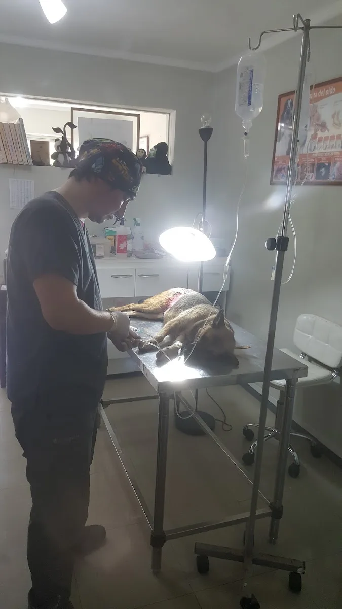 El veterinario atendiendo a un paciente en la mesa de examen, bajo la lámpara