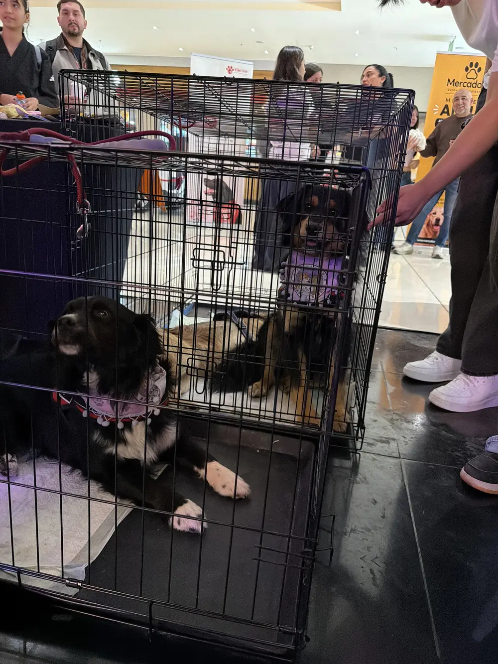 Jornada de adopción de mascotas organizada por Veterinaria SOS