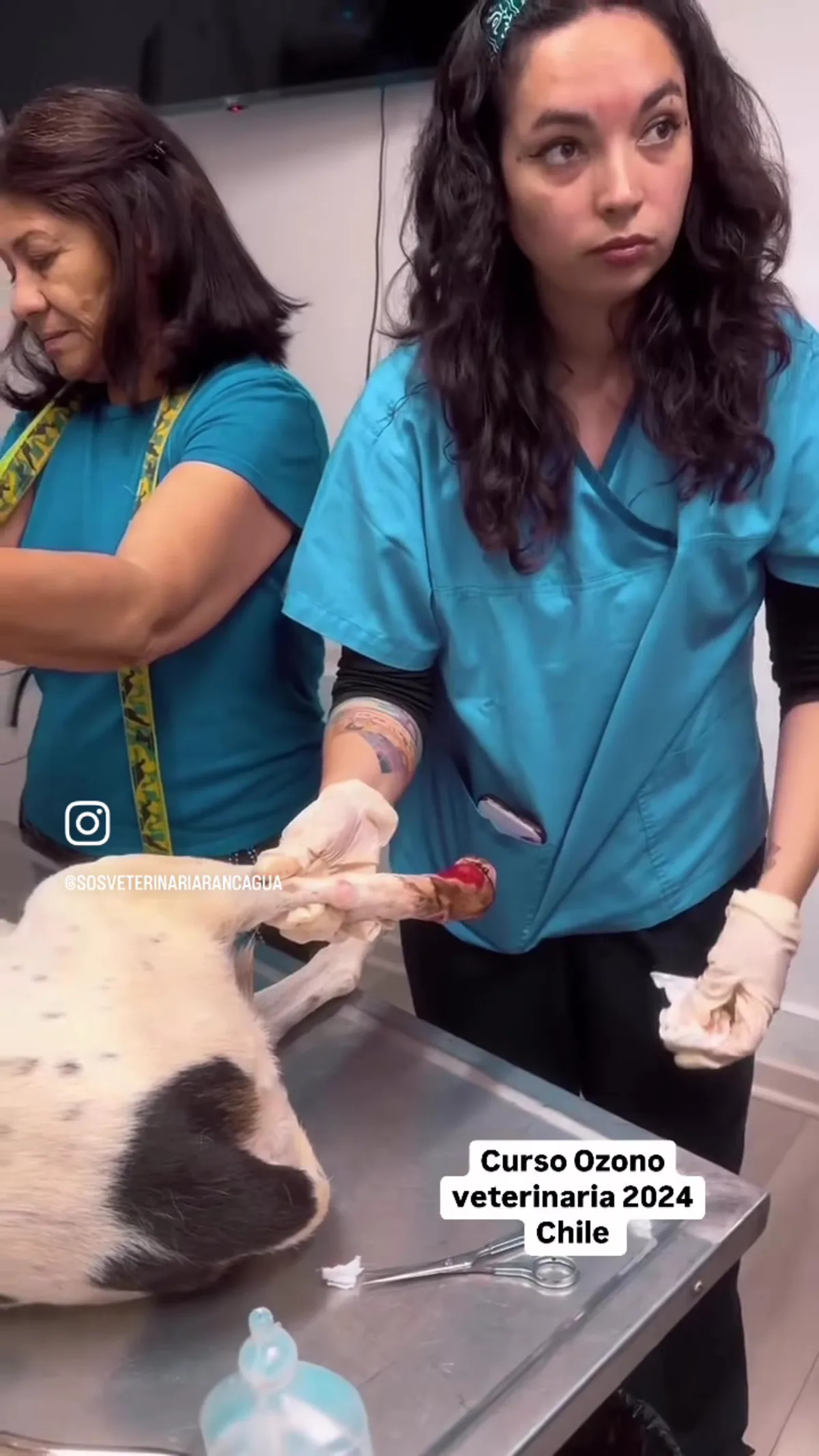 Equipo de Veterinaria SOS durante un curso de ozonoterapia