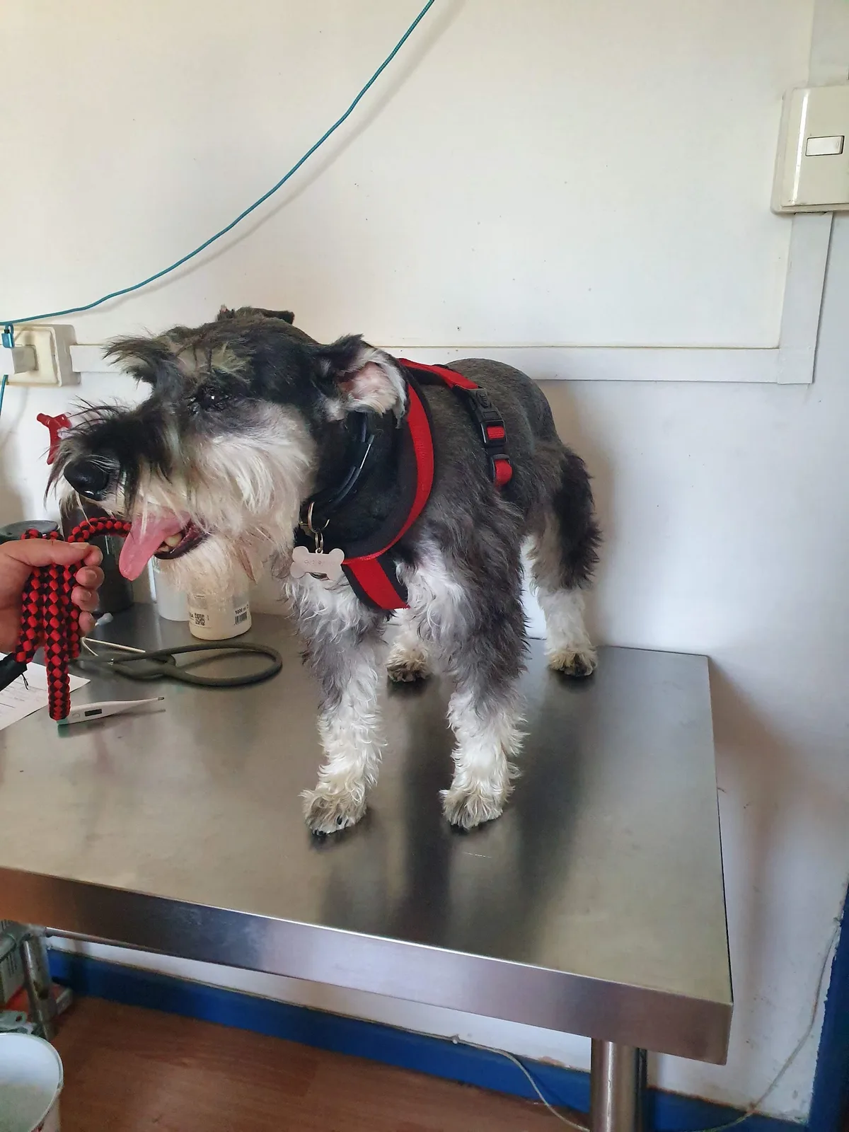Perrito schnauzer sobre la mesa de examen en Veterinaria SOS