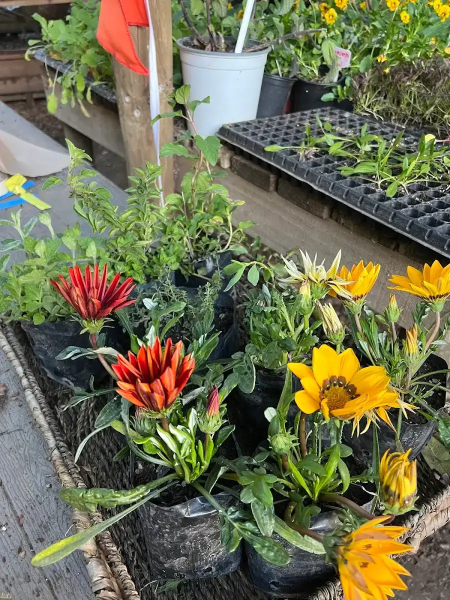 Gazanias y bandejas de siembra en la mesa de trabajo