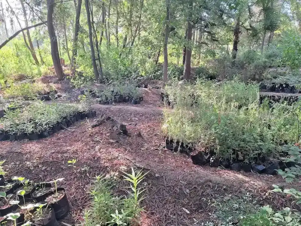Surcos de producción del vivero con hileras de plantas en el campo