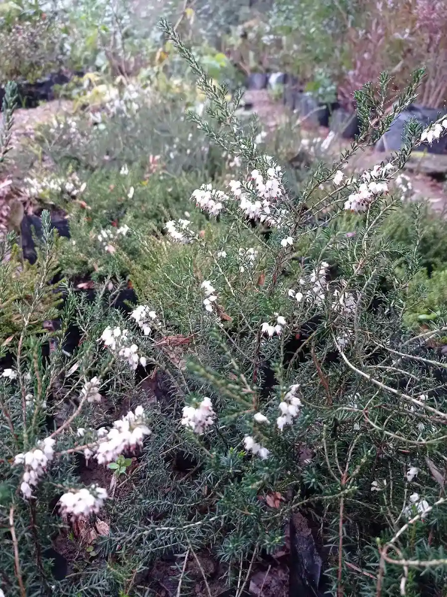 Arbusto nativo en plena floración blanca dentro del vivero