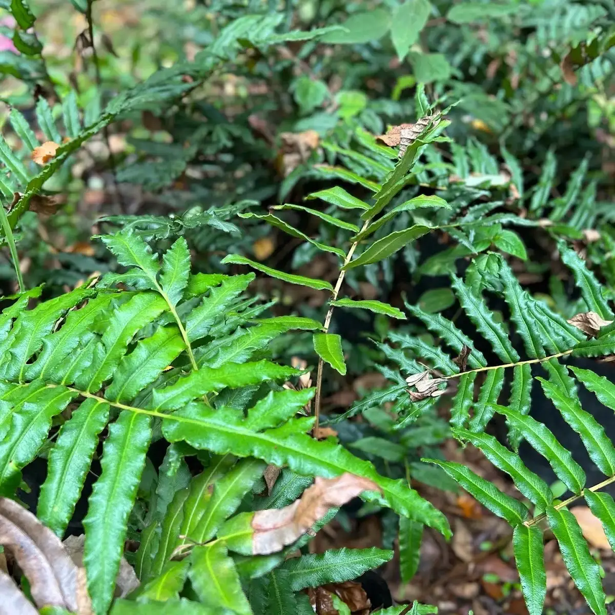 Detalle de helechos y follaje del vivero