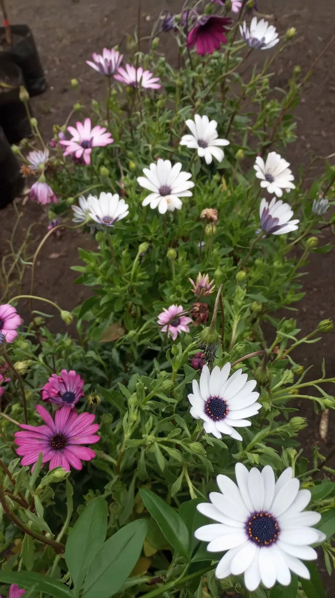 Dimorfoteca fotografiadas en el Vivero Jardín Eben-Ezer — foto de su Facebook
