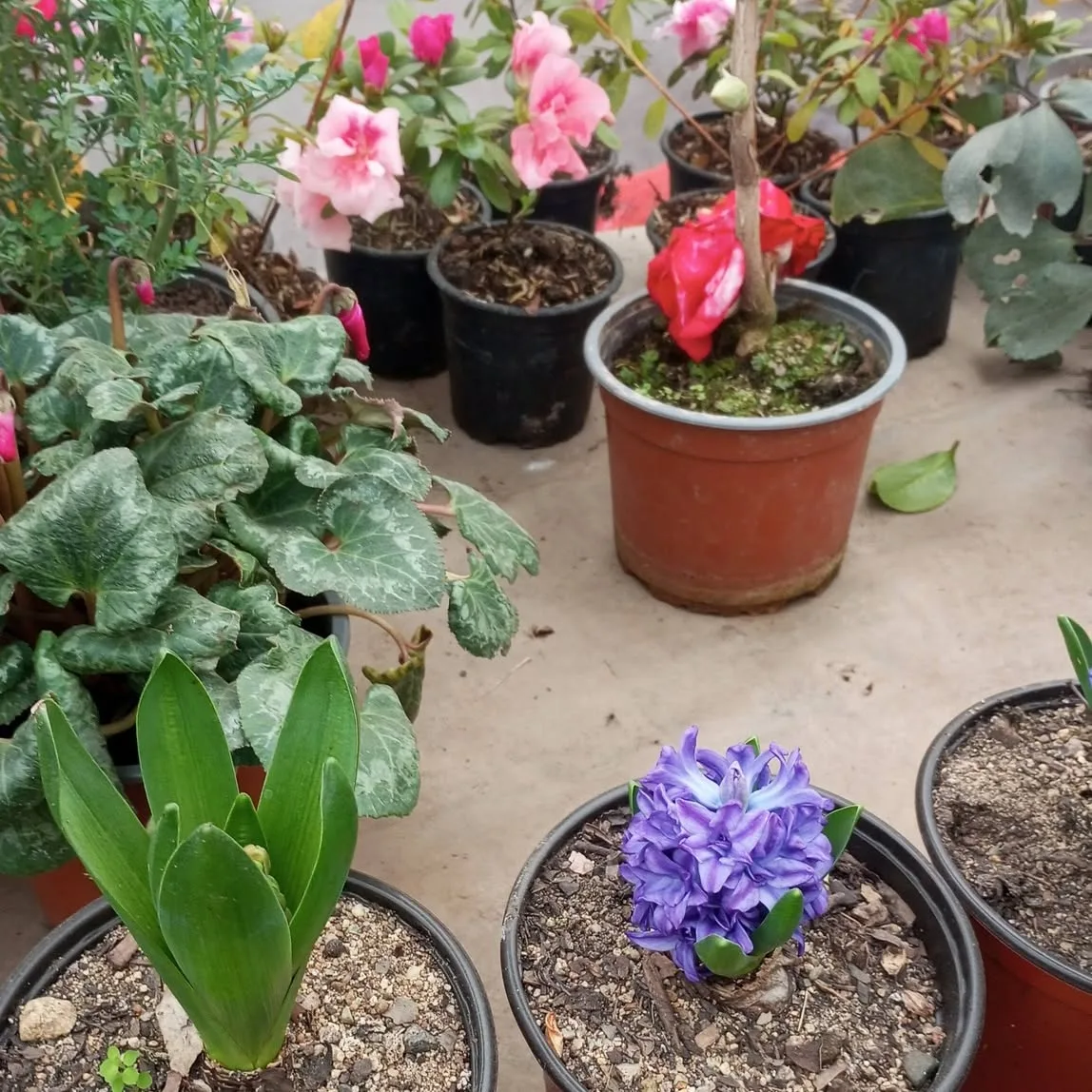 Jacintos y maceteros fotografiadas en el Vivero Jardín Eben-Ezer — foto de su Facebook