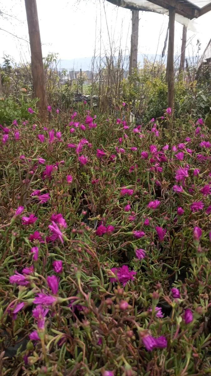 La pradera fucsia fotografiadas en el Vivero Jardín Eben-Ezer — foto de su Facebook