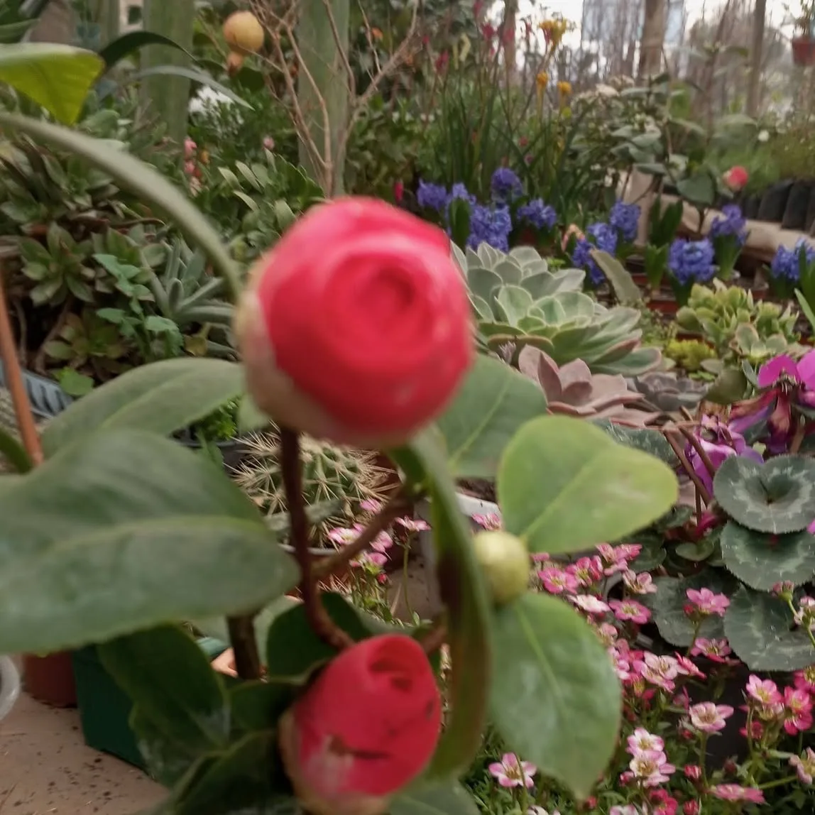 Suculentas y camelias fotografiadas en el Vivero Jardín Eben-Ezer — foto de su Facebook