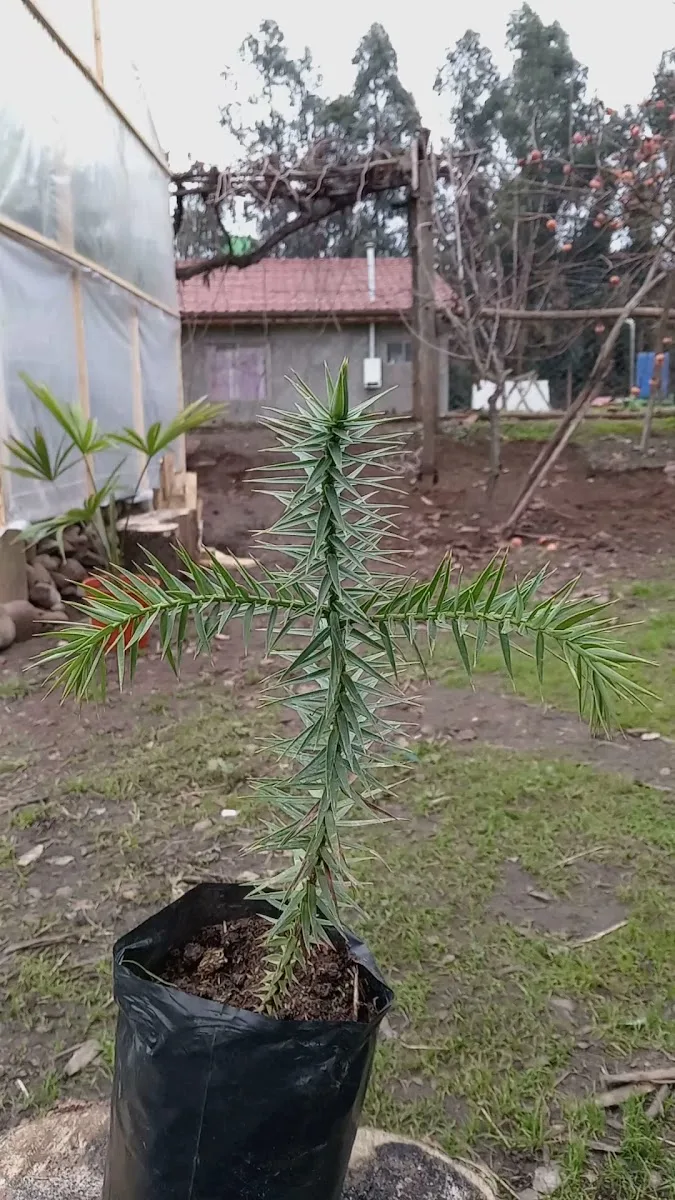 Plantín de araucaria araucana en bolsa de vivero, con la casa del vivero al fondo — foto de la ficha de Google de Vivero Los Colibríes