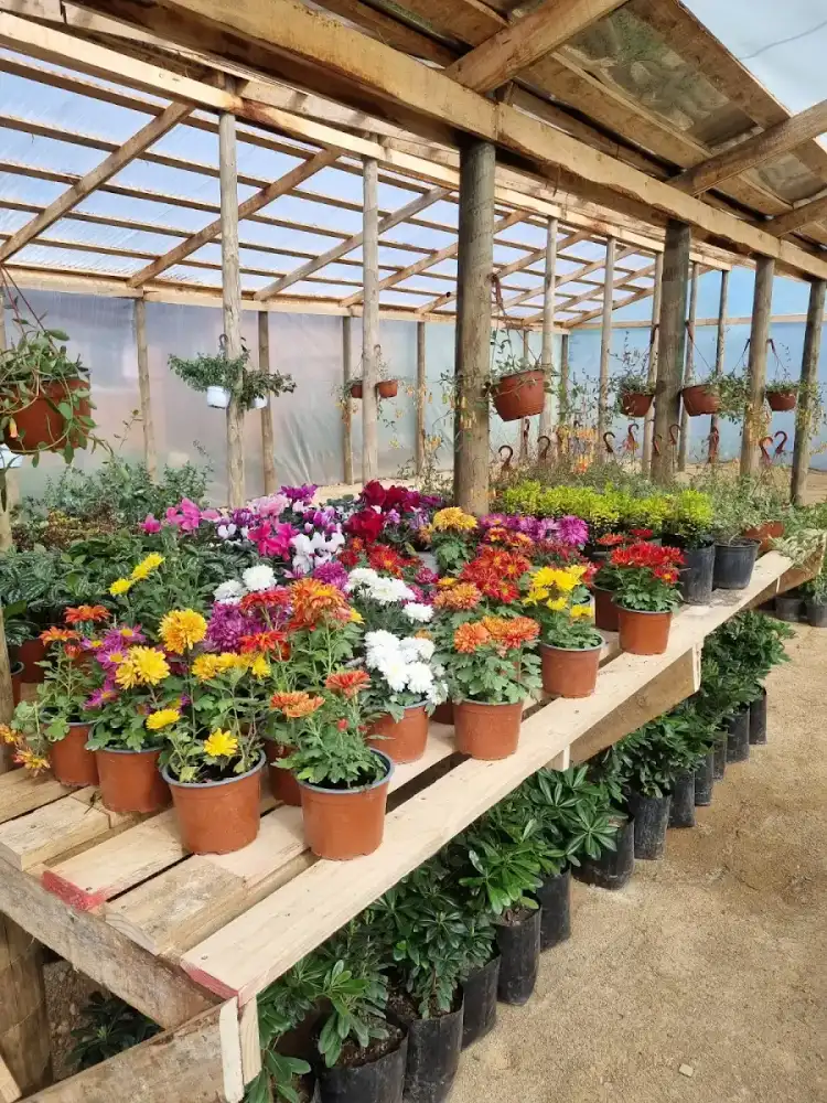 Mesa de madera llena de macetas con flores de colores bajo techo de madera — foto de la ficha de Google
