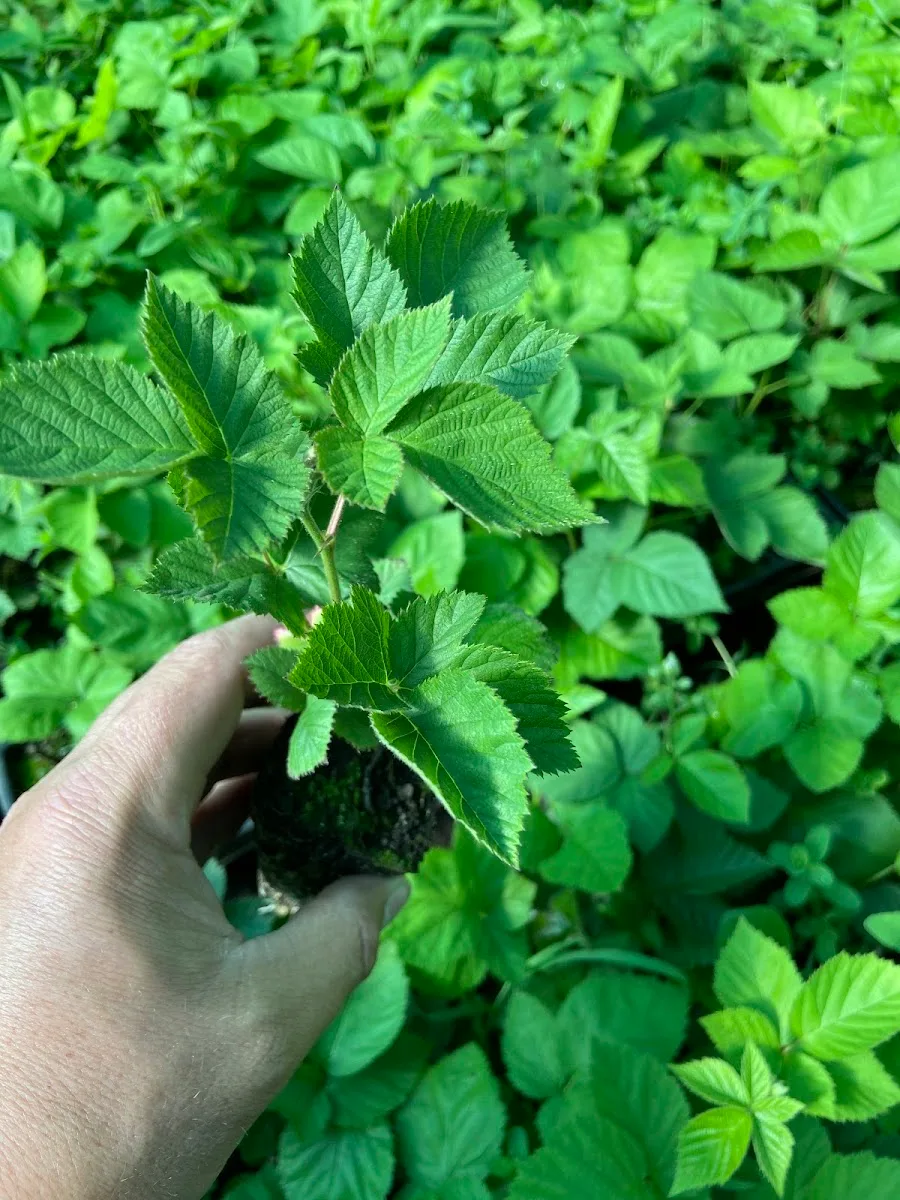 Mano sosteniendo un plantín de frambuesa con su pan de raíz, sobre hileras de frutales — foto de la ficha de Google