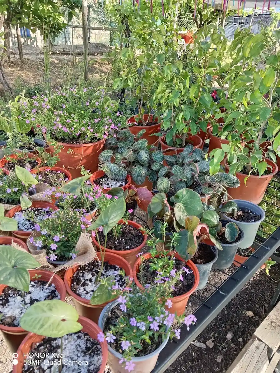 Macetas con violetas, begonias y plantas de interior en el vivero — foto de la ficha de Google