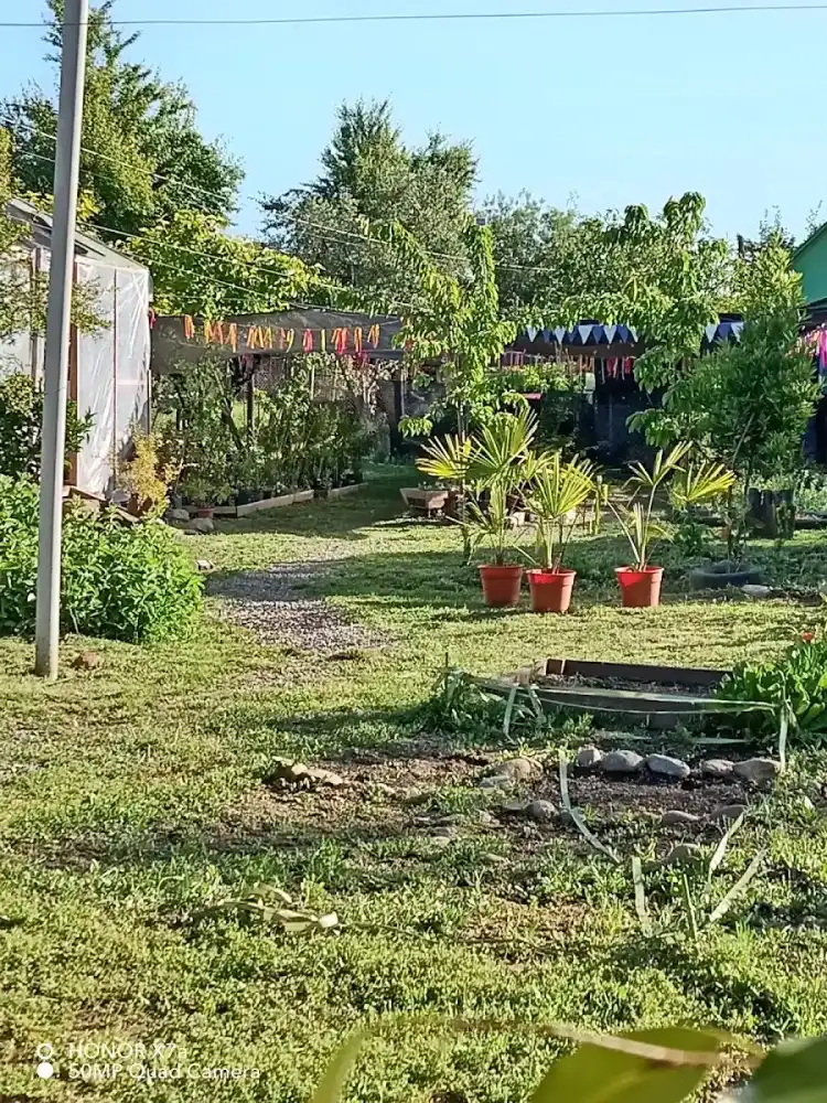 Patio del vivero con césped, palmeras en maceta e invernadero de plástico — foto de la ficha de Google