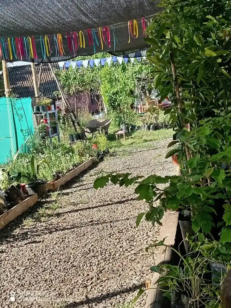 Sendero de gravilla entre canteros de plantas y cintas de colores colgadas — foto de la ficha de Google