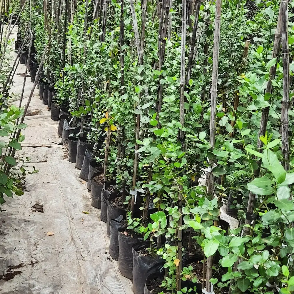Árboles y arbolitos en Vivero y Jardín Los Gomeros