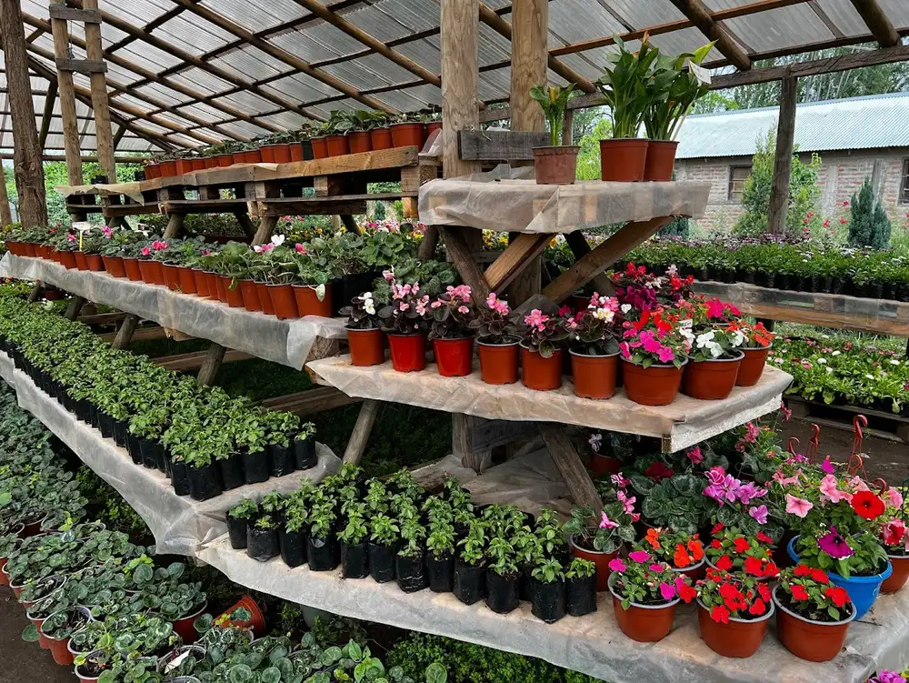 Ornamentales y de patio en Vivero y Jardín Los Gomeros
