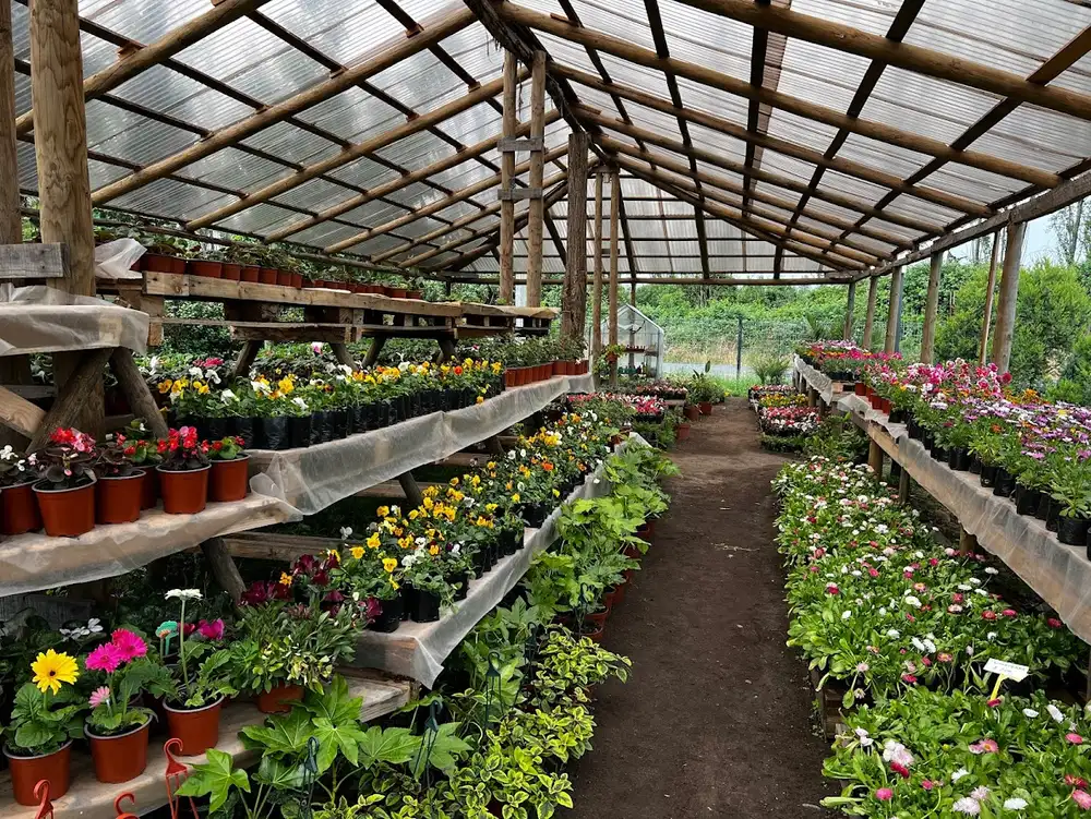 Invernadero de Vivero y Jardín Los Gomeros con hileras de plantas en Buen Paz, Molina