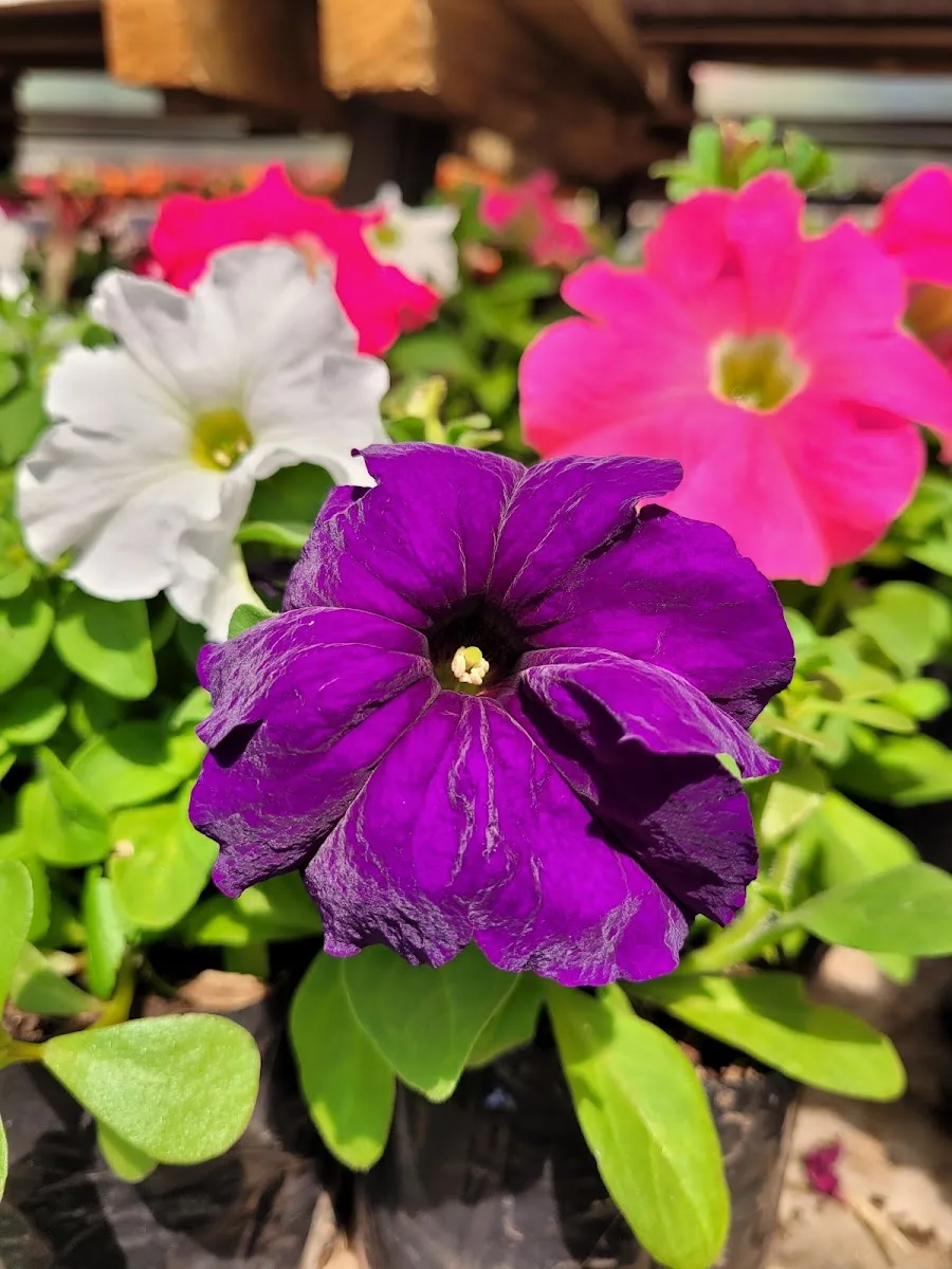Plantas de temporada en Vivero y Jardín Los Gomeros